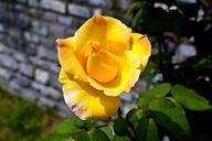 yellow-rose-flower-nature-floral-482673.jpg