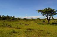 africa-steppe-uganda-land-savanne-833373.jpg