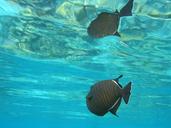 black-triggerfish-coral-reef-fish-816591.jpg