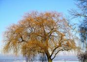 weeping-willow-pasture-tree-233441.jpg