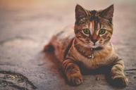 cat-feline-tabby-domestic-animal-1245673.jpg