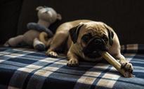 pug-stella-bone-treats-1276150.jpg