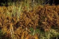 ferns-vegetation-fall-1046044.jpg