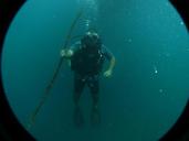 fish-diving-sport-deep-ocean-1279244.jpg