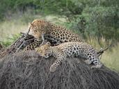 leopard-safari-naminia-rest-285322.jpg