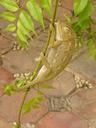 chameleon-reptile-insect-eater-4410.jpg