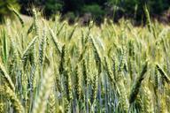 wheat-field-wheat-field-cereals-852241.jpg