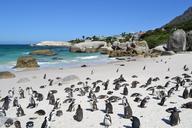 penguins-south-africa-cape-town-1085059.jpg