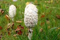 mushroom-meadow-grass-nature-614909.jpg