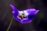 violet-flower-spring-flowers-843035.jpg