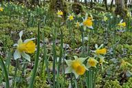 forest-daffodils-undergrowth-spring-115899.jpg