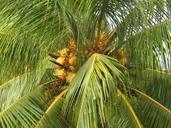 coconut-tree-coconuts-tropical-palm-567907.jpg