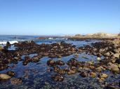 tide-pool-pacific-grove-752966.jpg