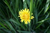 dandelion-weed-nature-summer-195286.jpg