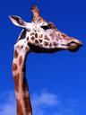 giraffe-animal-african-zoo-neck-507567.jpg