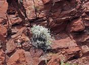 red-rocks-plant-perpendicular-walls-1574603.jpg