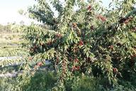 cherries-tree-field-mountain-993654.jpg