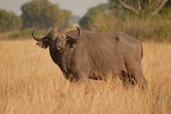 buffalo-mammal-safari-uganda-big-513518.jpg