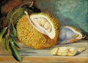 north_durian_fruit_large_tree_sarawak_borneo_1876.jpg