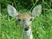 deer-doe-peeking-wildlife-nature-981211.jpg