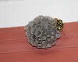 wasp-yellow-jacket-hive-nest-1369559.jpg