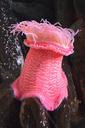 anemone-aquarium-animal-pink-388756.jpg