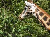 giraffe-africa-safari-zoo-animal-999650.jpg