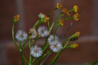 willow-nature-flower-spring-728317.jpg