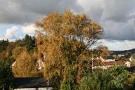 birch-three-leaves-autumn-1026111.jpg