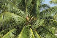 coconut-tree-palm-palm-tree-228540.jpg