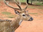 deer-antlers-wildlife-mammal-head-260308.jpg