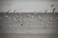 seagulls-ocean-water-blue-sky-1462489.jpg