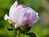 rhododendron-abloom-blooming-flower-333294.jpg