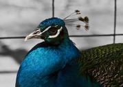 peacock-beautiful-ave-animals-pen-437365.jpg