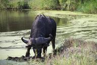 buffalo-wild-animal-water-safari-565212.jpg