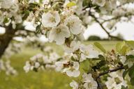 apple-tree-blossom-spring-orchard-249450.jpg