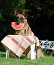 dog-trick-dog-shows-a-trick-malinois-672647.jpg