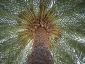 palm-sun-tree-holiday-ibiza-600858.jpg