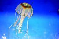 jellyfish-aquarium-sea-life-ocean-316767.jpg