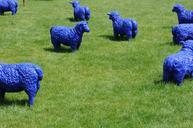 sheep-blue-art-pasture-flock-485849.jpg