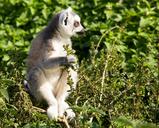 lemur-animal-wild-madagascar-1475284.jpg