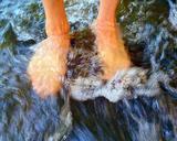 feet-river-water-creek-stream-799062.jpg