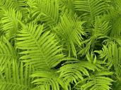 fern-fern-leaves-fern-plants-340802.jpg