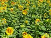 sunflower-field-sunflower-yellow-220814.jpg