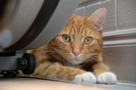 cat-staring-tabby-ginger-650394.jpg