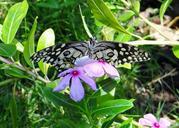 lime-butterfly-papilio-demoleus-327868.jpg