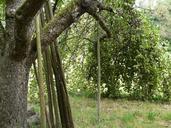 support-fruit-tree-orchard-59920.jpg