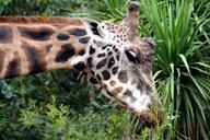 giraffe-zoo-food-animal-mammal-519743.jpg