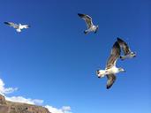 seagulls-sea-air-seagull-584945.jpg