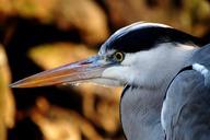 heron-bird-water-beak-eye-nature-622120.jpg